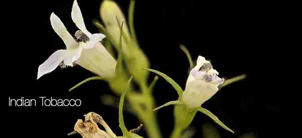 Anbau indischer Tabakanlagen, wie man sich um Lobelia inflata kümmert