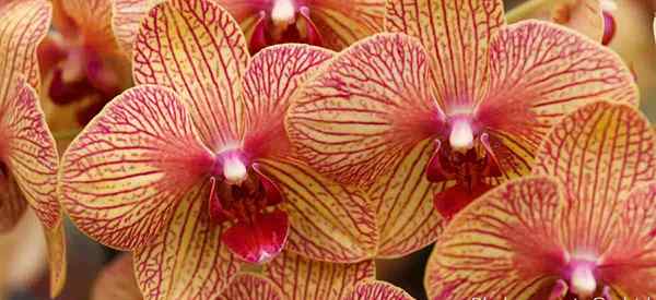 Orchidées en croissance à l'intérieur Conseils sur la prise en charge des plantes d'orchidées à l'intérieur