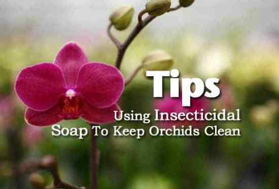 Consejos sobre cómo usar jabón insecticida en orquídeas