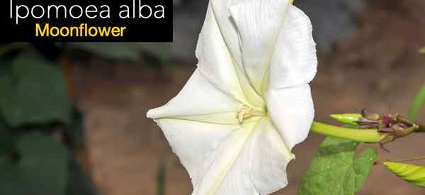 Lua Flor Plant Care como cultivar plantas de flor de lua