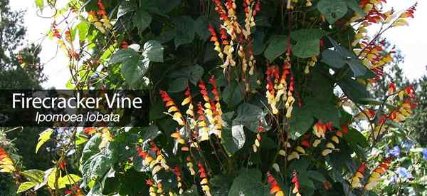 Vine de pompier comment s'occuper et développer l'Ipomoea lobata