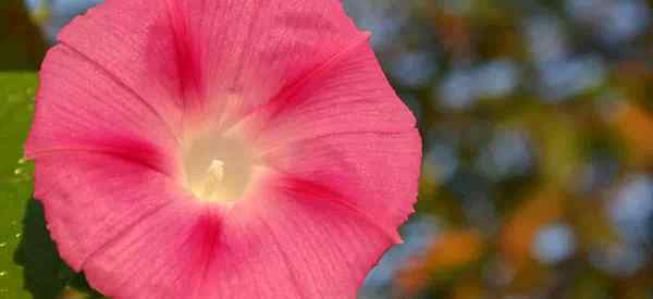 Ipomoea tricolor care apprenant à grandir la gloire du matin bleu céleste