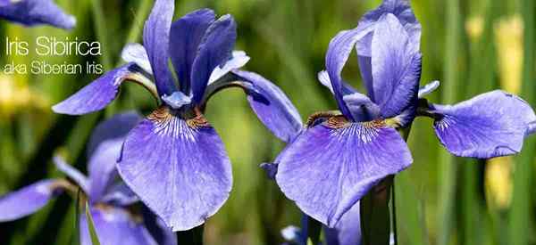 Siberia Iris Plant Cara Tumbuh dan Menjaga Iris Sibirica