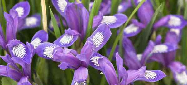 Iris Versicolor Care, wie man blaue Flagge annimmt Iris