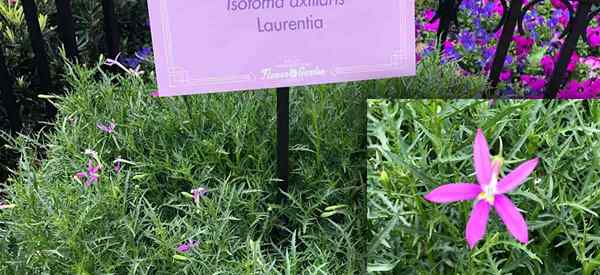 Isotoma axillaris [Laurentia] Cultivo y cuidado de la flor de las estrellas