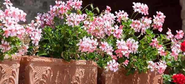 Ivy Geranium Care Tips Tentang Menumbuhkan Pelargonium Peltatum