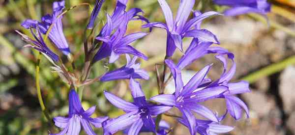 Berkembang lavender gunung lily belajar penjagaan mentol ixiolirion