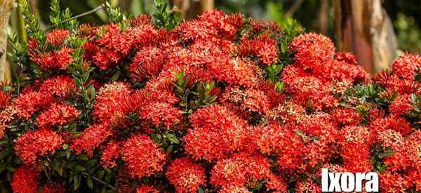 Anão ixora crescendo e cuidando