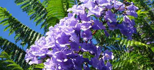 Wachsender Jacaranda Mimosifolia Wie man sich um blaue Jacaranda -Bäume kümmert