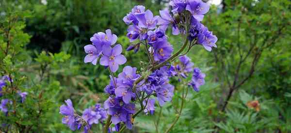 Wachsende Jacobs Ladder Plant Wie man sich für Polemonium caeruleum kümmert