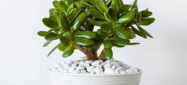 Est la plante jade succulente populaire toxique ou toxique?