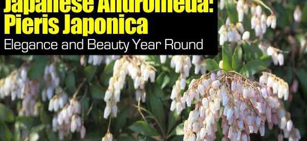 Japonais Andromeda Pieris Japonica - Élégance et beauté toute l'année