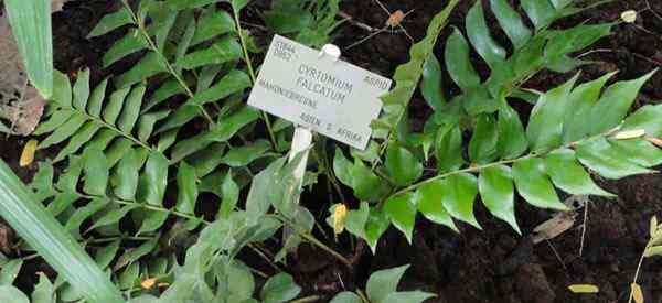 Menumbuhkan jepang holly fern cara merawat cyrtomium falcatum