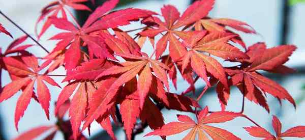 Cuidado de la planta de arce japonesa cómo cultivar acer palmatum