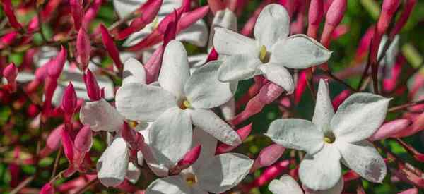 Jasminum Polyanthum Care, wie man rosa Jasmin annimmt