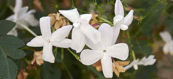 Tips tentang Jasminum Grandiflorum Care belajar menumbuhkan Jasmine Spanyol