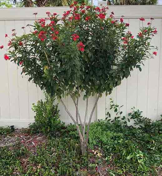 Wachsende Jatropha -Integerrima für den würzigen Jatropha -Baum