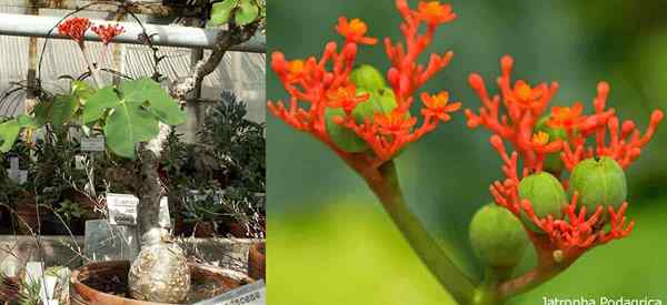 Jatropha podagrica cuida crecer y cultivar la planta del vientre de Buda