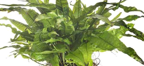 Conseils Java Fern Care sur le ptères microsorum en croissance