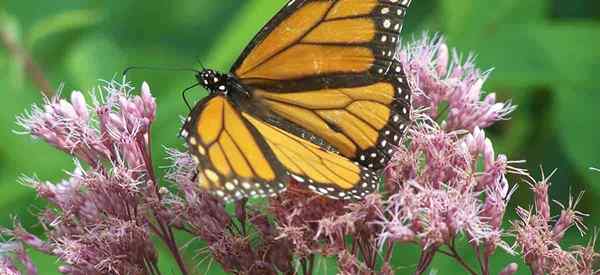 Joe Pye Weed yang indah - Cara tumbuh dan seberapa bermanfaat itu?