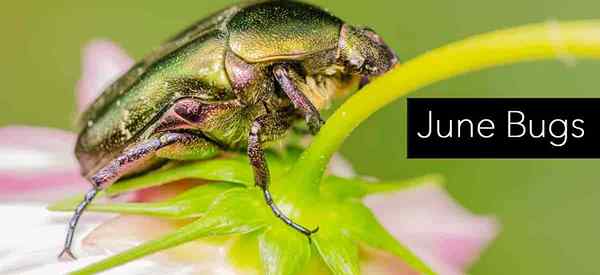 Wie man June Bugs Käfer und Maden loswerden [Leitfaden]