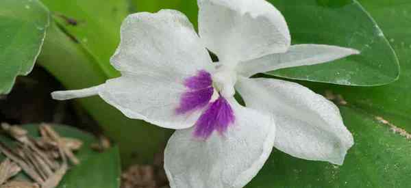 Kaempferia Care Plant Care Uposhing Ginger Peacock | Lily zmartwychwstania