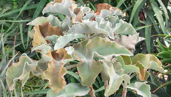 Cultivo de kalanchoe beharensis cuidando la planta de fieltro de terciopelo