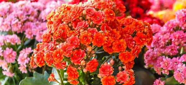 Kalanchoe Blosfeldiana Care Tipps zum Anbau der flammenden Katy