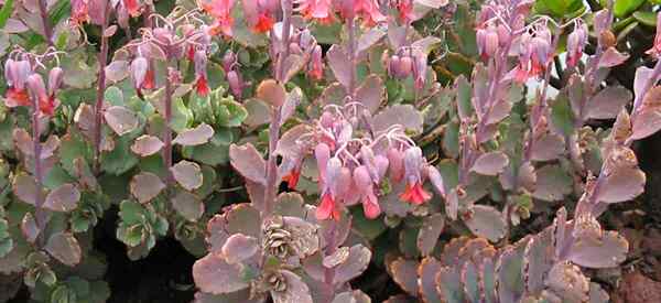 Bryophyllum Fedtschenkoi Care como cultivar vieiras de lavanda Kalanchoe