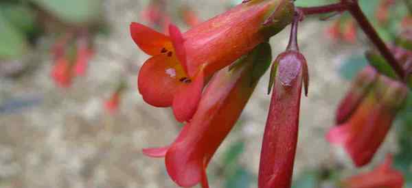 Kalanchoe Manginii kümmert sich darum, wie man Strandglocken anbaut