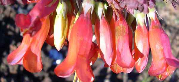 Ibu daripada Jutaan Tanaman Kalanchoe Tubiflora yang Berkembang