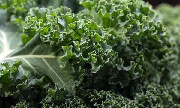 Die Wissenschaft bestätigt lebensrettende Vorteile und Nutzungen für Kale Health