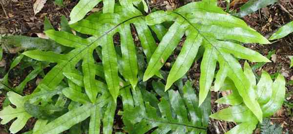 Petua mengenai Penjagaan Kangaroo Fern (microsorum pustulatum)