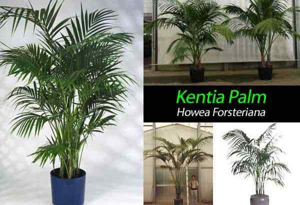 Howea Forsteriana Kentia Penjagaan Palm