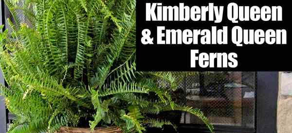 Kimberly Queen & Emerald Queen Farne