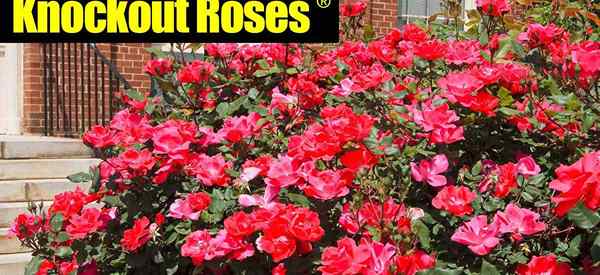 Knockout Roses Care [5 intelligente Tipps] für den Anbau schöner Knockout -Rosen