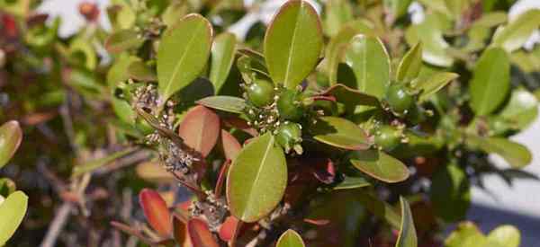 Aprenda a cultivar boxwood coreano