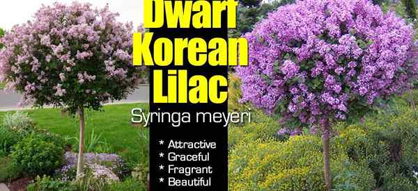 Lilac Korea Lilac Kurcaci Mudah Perawatan Mudah Buang Uang