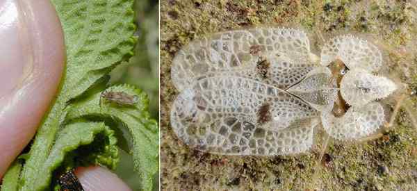 Bug renda apa mereka dan bagaimana menyingkirkan mereka