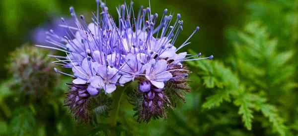 Tips perawatan phacelia berenda