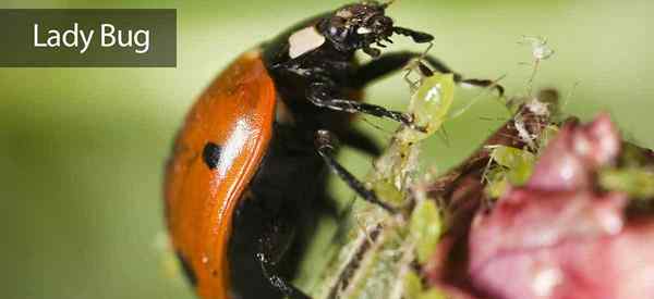 Warum und wie man Lady Bugs im Garten benutzt