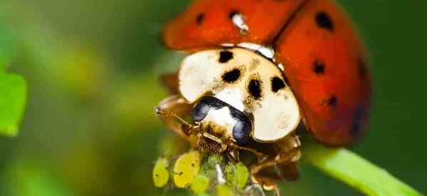 Apa yang dimakan oleh ladybugs? Belajar mengenai makanan bug wanita kegemaran [pepijat]