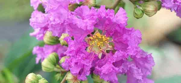 Lagerstroemia Speciosa menjaga semua kebanggaan India yang semakin meningkat