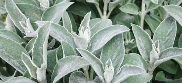 LAMBS CARE DE PLANTA DE EAR CUIDO COMO CRESCENDO DE STACHYS BYZANTINA