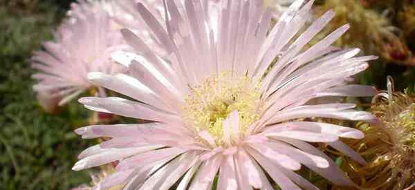 Cuidado com Lampranthus Blandus Crescendo a planta de gelo do meio -dia