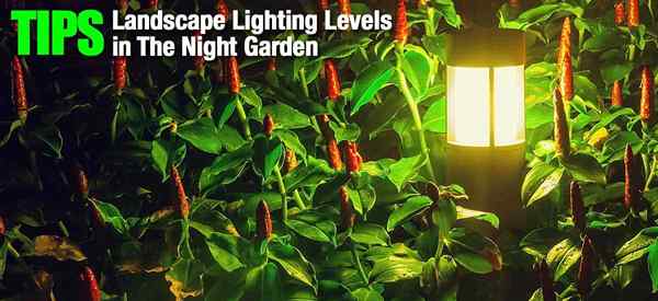Conseils sur les niveaux d'éclairage du paysage dans le jardin nocturne