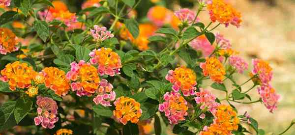 Les fleurs de Lantana offrent une couleur d'été vive au soleil