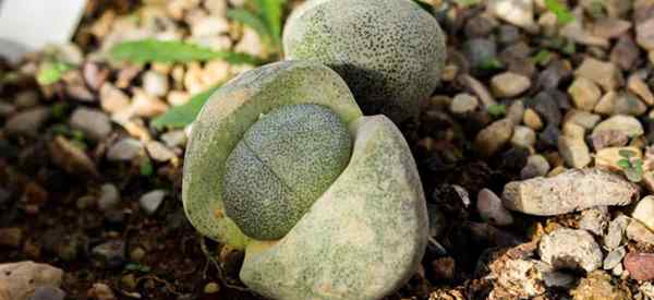 Comment cultiver la lapidaria margareae