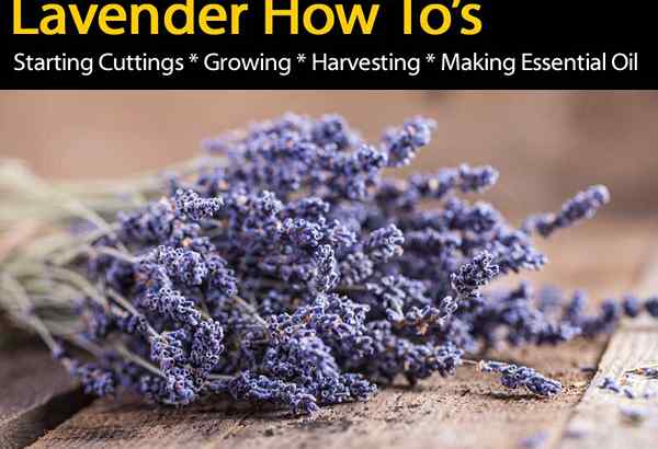 Cara Tips Tentang Menumbuhkan Lavender