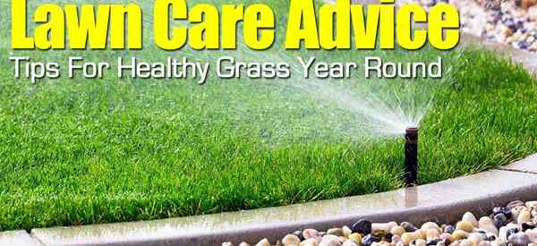 Conselhos sobre cuidados com o gramado - dicas para grama saudável o ano todo